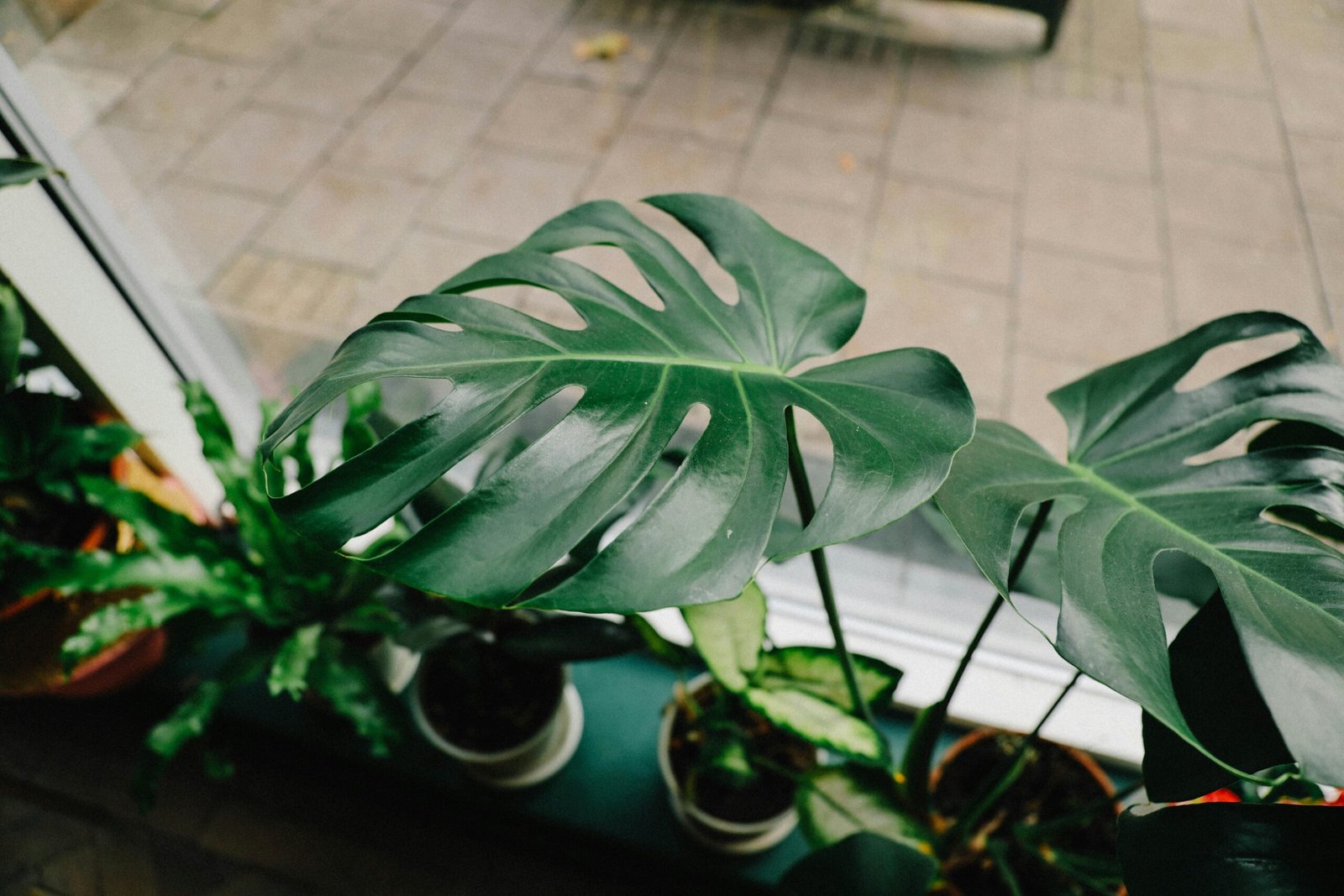 Monstera Leaf Monstera Leaf