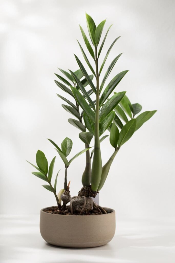 best indoor plants for beginners include this zz plant in a neutral grey pot 