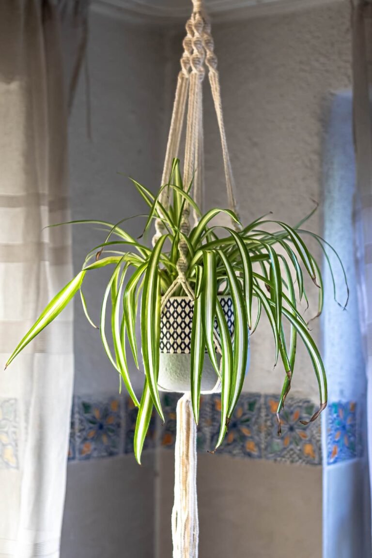hanging plant indoors with a macramé plant hanger