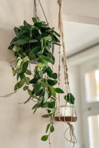 Macramé and woven hanging planters filled with trailing plants like ivy and greenery, creating a cozy boho indoor garden display.