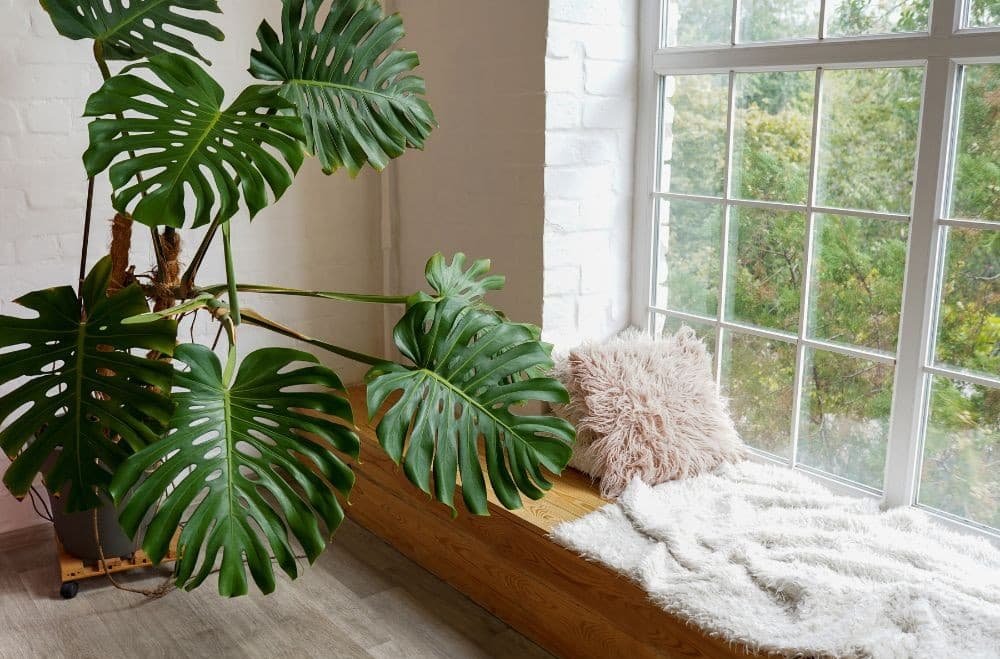 Cozy apartment corner with Monstera plant climbing on a natural support near a window. monstera plant support ideas